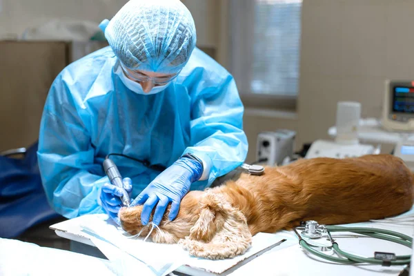 Een dierenarts chirurg borstels zijn hond de tanden onder narcose op de op — Stockfoto
