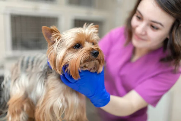 Médecin vétérinaire professionnel vaccine une petite race de chien York — Photo