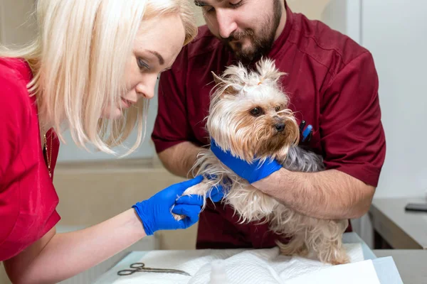 Médico veterinário bonito e seu assistente atraente em ve — Fotografia de Stock