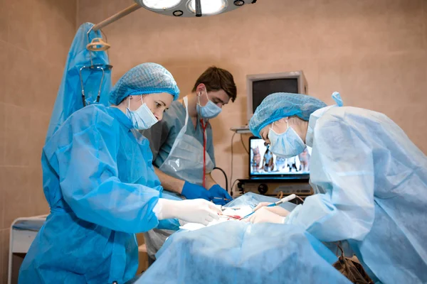 Klinikte ameliyat yapan veteriner veya doktor ekibi. Medici — Stok fotoğraf
