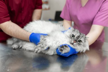 Veterinerler işlemden önce büyük gri kedi aşağı tutun