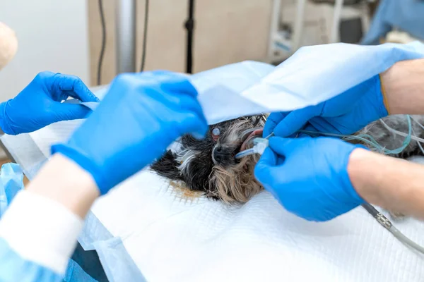 Veteriner cerrah yardımcısı steril koy tarafından yaralı göz ile köpek kapak — Stok fotoğraf