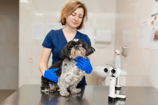 Vétérinaire, ophtalmologiste préparer le chien avec un oeil blessé t — Photo