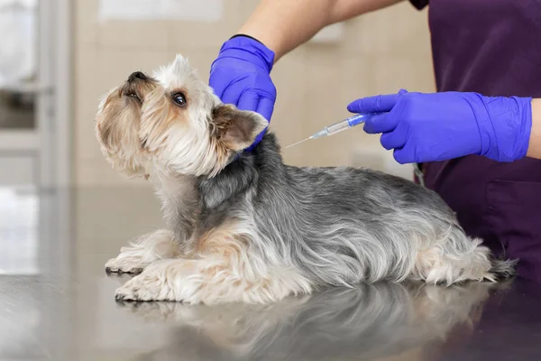 Médico veterinario profesional en guantes de goma azul hacer la inyección —  Fotos de Stock