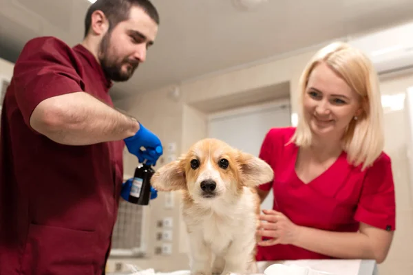 Врачи-ветеринары осмотрят маленькую собачку корги в комнате манипуляций — стоковое фото