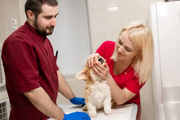 Médecins vétérinaires examen petit chien corgi dans la salle de manipulation de — Photo