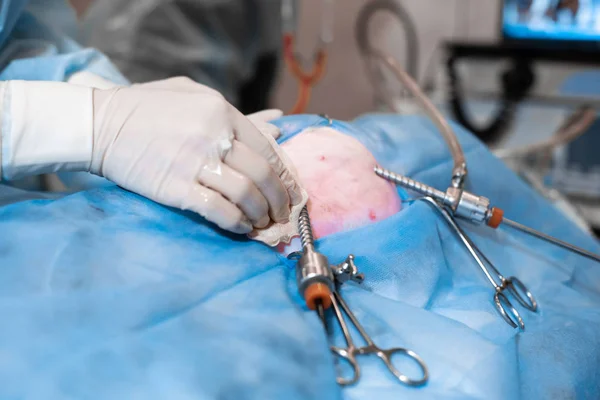 Vet doing the operation for sterilization. The cat on the operat — Stock Photo, Image