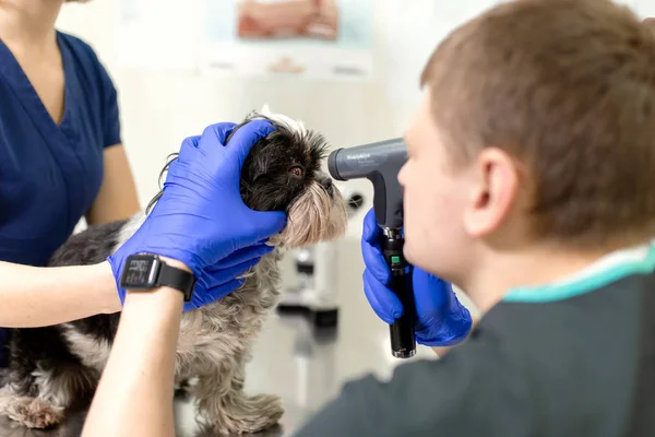 Médecin vétérinaire professionnel examinant les yeux de chien animal de compagnie — Photo