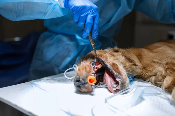 Bir veteriner köpek çıkarma profesyonel dişlerin yakın çekim prosedürü — Stok fotoğraf