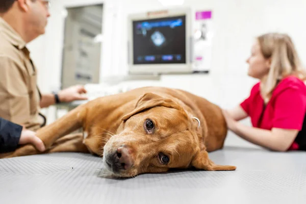 Doktor veteriner ofiste köpeğin kalbinin ultrason ve kardiyogram yapar. Hasta köpek ırkı Labrador kamera yakın çekim bakarak