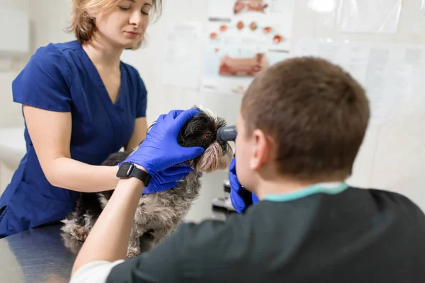 Um oftalmologista veterinário faz um procedimento médico, examina — Fotografia de Stock