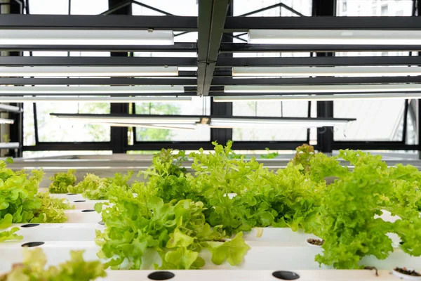 Salata Yetiştirmek Için Mini Çiftlik — Stok fotoğraf