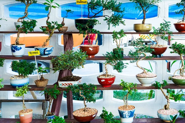 Декоративні Рослини Які Прикрашають Кімнату Вуличному Ринку Азії — стокове фото