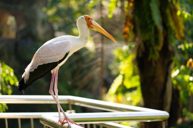 Çitteki süt leyleğinin portresi.