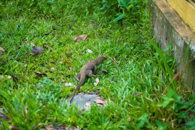 Komodo kertenkelesi parkta çimlerde yürüyor..
