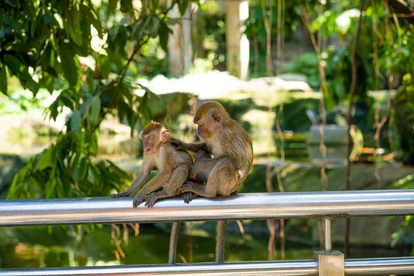Due Scimmiette Catturano Pulci Mentre Sono Sedute Una Recinzione — Foto Stock