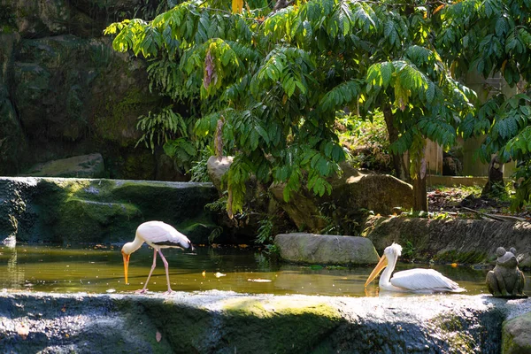 Eine Herde Milchstorch Jagt Einem Teich Suche Nach Fischen — Stockfoto