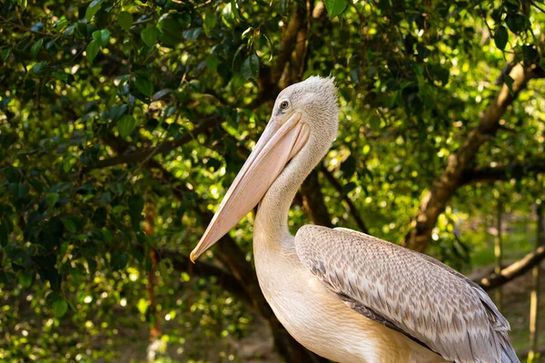 White Pelican Lives Bird Park Sits Railing Bridge — Stock Photo, Image