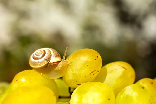 Primer Plano Pequeño Caracol Arrastrándose Sobre Las Uvas Quiche Mish —  Fotos de Stock