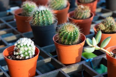 Çiçekli kaktüslü küçük dekoratif kaplar. Yukarıdan bak. Taze çiçeklerle süslenmiş. Ev Çiçekleri.