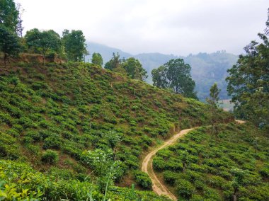 Ormandaki yeşil bir tepenin üzerinde güzel adımlarla giden bir yol..