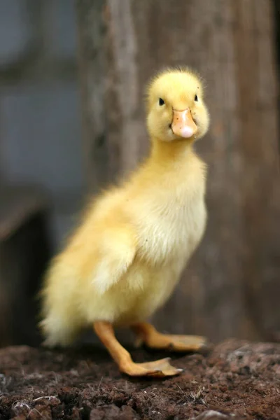 Şirin Sarı Bir Ördek Yavrusunun Portresi Evcil Kuş — Stok fotoğraf
