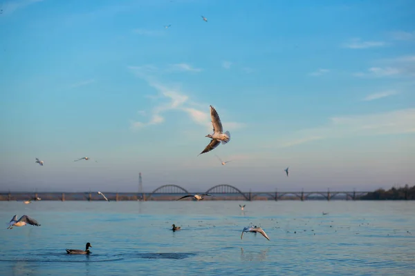 Una Bandada Gaviotas Orillas Del Río Ciudad — Foto de Stock