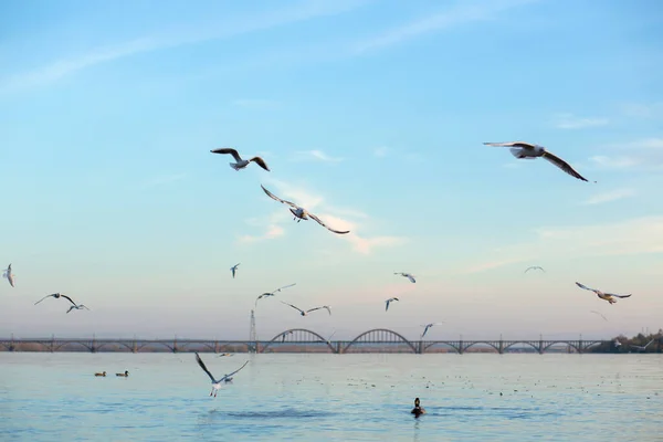 Una Bandada Gaviotas Orillas Del Río Ciudad — Foto de Stock