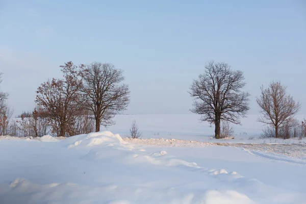 Paisagem Inverno Campo Coberto Neve Árvores Carecas — Fotografia de Stock