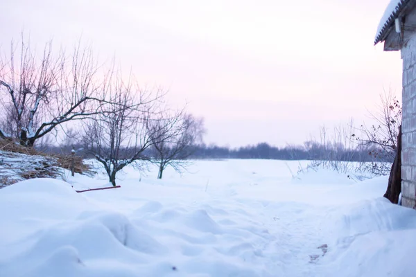 Zimowy Krajobraz Pole Pokryte Śniegiem Łysymi Drzewami — Zdjęcie stockowe