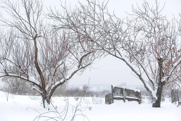 Zimowy Krajobraz Drzewa Bez Liści Polu Pokrytym Śniegiem — Zdjęcie stockowe