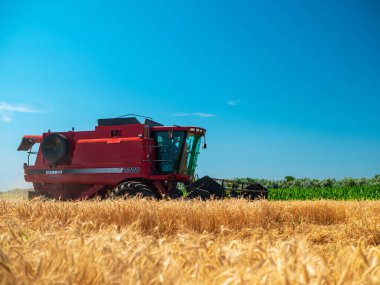 Yazın buğday hasadı. Tarlada çalışan kırmızı hasatçı. Sahada altın olgunluğunda buğday hasat makinesi hasat makinesi var. Dnipro / Ukrayna - 08.10.2019