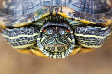 Kızıl Kulaklı Terrapin - Trachemy 's script elegans. Yaz güneşinde kırmızı kulaklı sürgülü kaplumbağa..