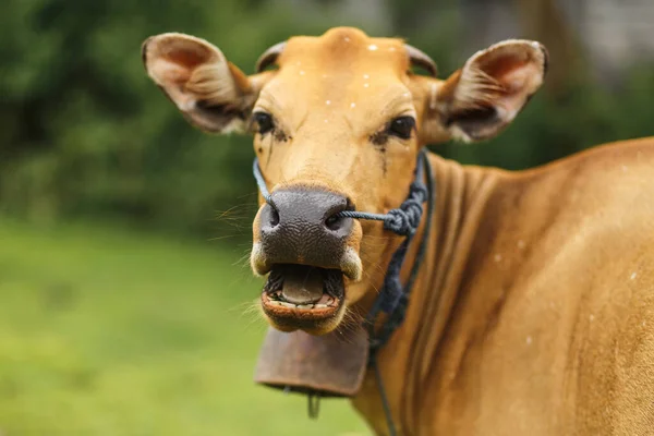 Retrato Una Vaca Asiática Ligera Tropical Pastando Sobre Hierba Verde — Foto de Stock