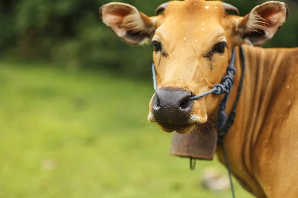 Retrato Una Vaca Asiática Ligera Tropical Pastando Sobre Hierba Verde — Foto de Stock