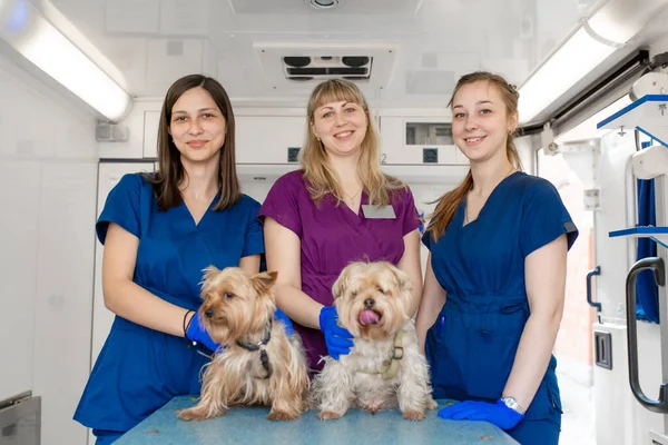 Evcil Hayvan Ambulansı Içinde Yorkshire Teriyerleriyle Poz Veren Genç Kadın — Stok fotoğraf