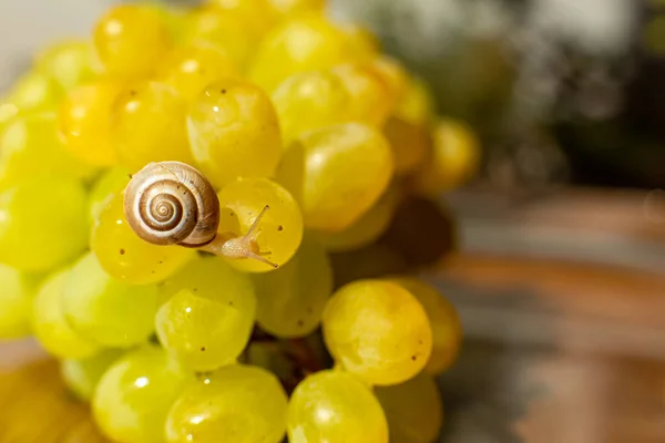 Close Small Snail Crawling Grapes Quiche Mish — Stock Photo, Image