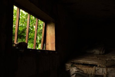 Işık, küçük bir pencereden karanlık bir ahıra girer. Orada yeşil bir ağaç görünür.