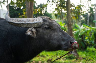 Siyah bufalo tropikal ormandaki bir çayırda otluyor..