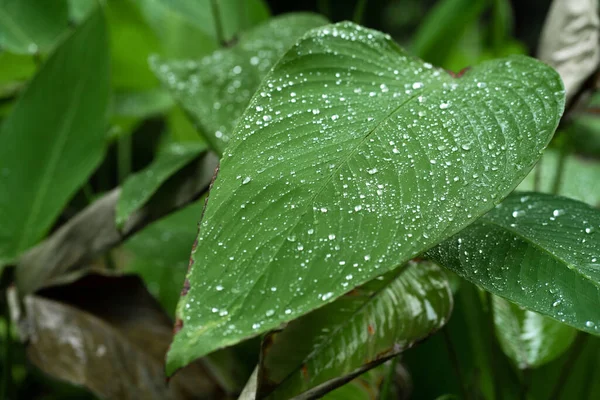 Regentropfen Auf Einem Grünen Blatt Natürliche Hydratation Der Pflanzen — Stockfoto