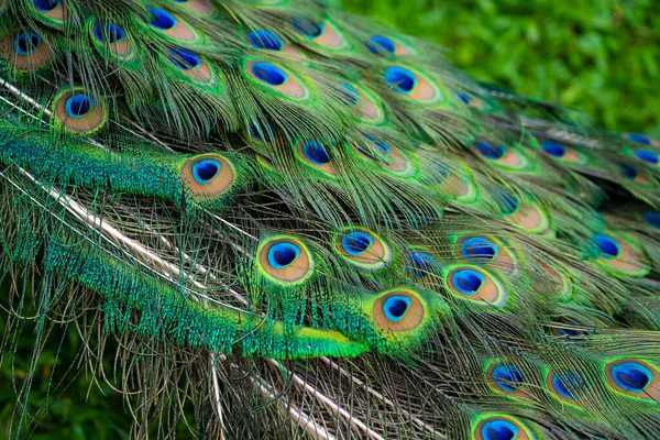 Nahaufnahme Eines Pfauenschwanzes Federn Schwanz Eines Pfaus Farben Der Natur — Stockfoto