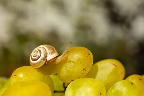 Primer Plano Pequeño Caracol Arrastrándose Sobre Las Uvas Quiche Mish —  Fotos de Stock