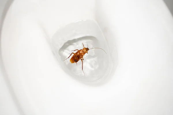 Enorm Kackerlacka Toaletten Insektsskadedjur Huset Gör Dig Med Kackerlackor — Stockfoto