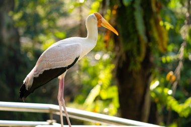 Çitteki süt leyleğinin portresi.