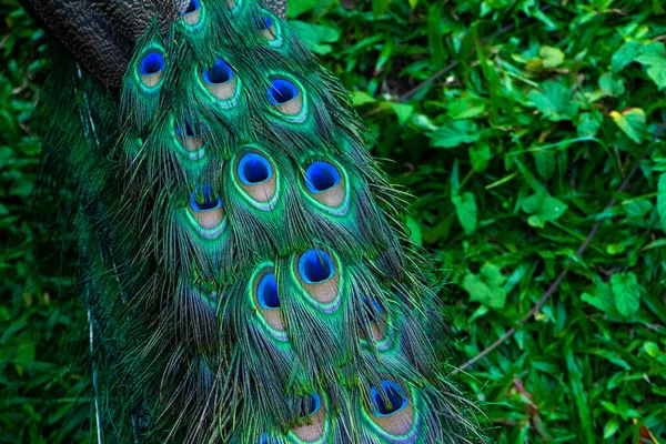 Close Peacock Tail Feathers Tail Peacock Colors Nature — Stock Photo, Image