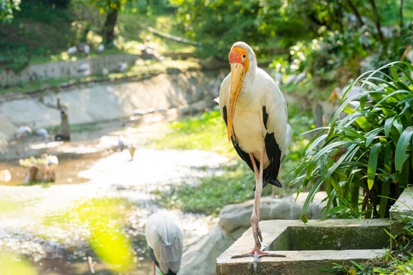 公園の緑の芝生の上にミルクのコウノトリの群れが座っています — ストック写真