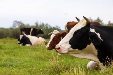 Kırsal inekler yeşil bir çayırda otlar. Kırsal yaşam. Hayvanlar. tarımsal ülke.