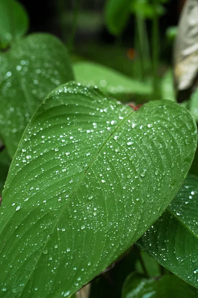 Dešťové Kapky Zelený List Přírodní Hydratace Rostlin — Stock fotografie