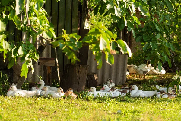 Pato Leva Seus Patinhos Pela Estrada Mãe Pato Com Pequenos — Fotografia de Stock