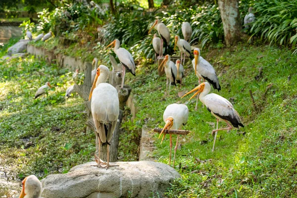 公園の緑の芝生の上にミルクのコウノトリの群れが座っています — ストック写真